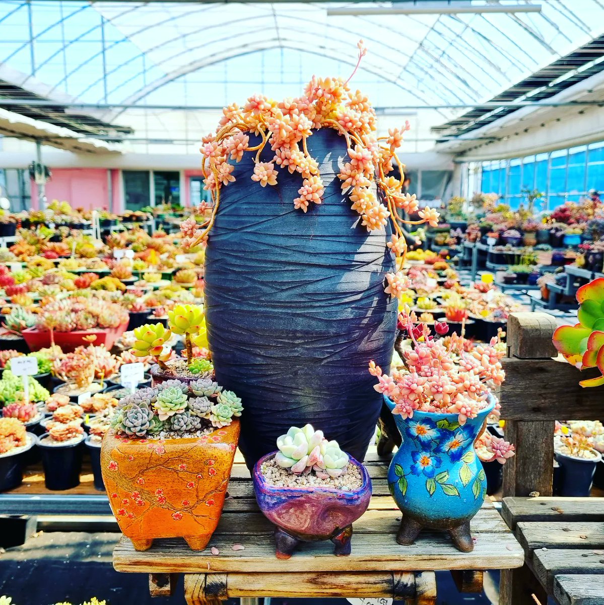 GdmiSXaA287746n's tweet image. #봄봄봄~ #다육농장