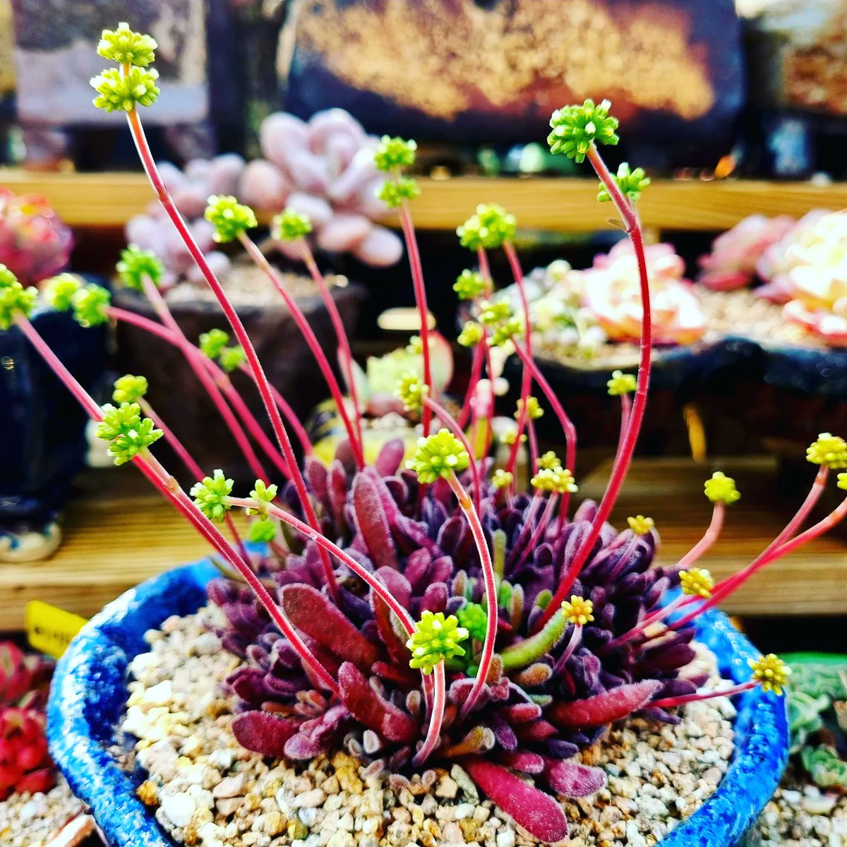 GdmiSXaA287746n's tweet image. #봄봄봄~ #다육농장