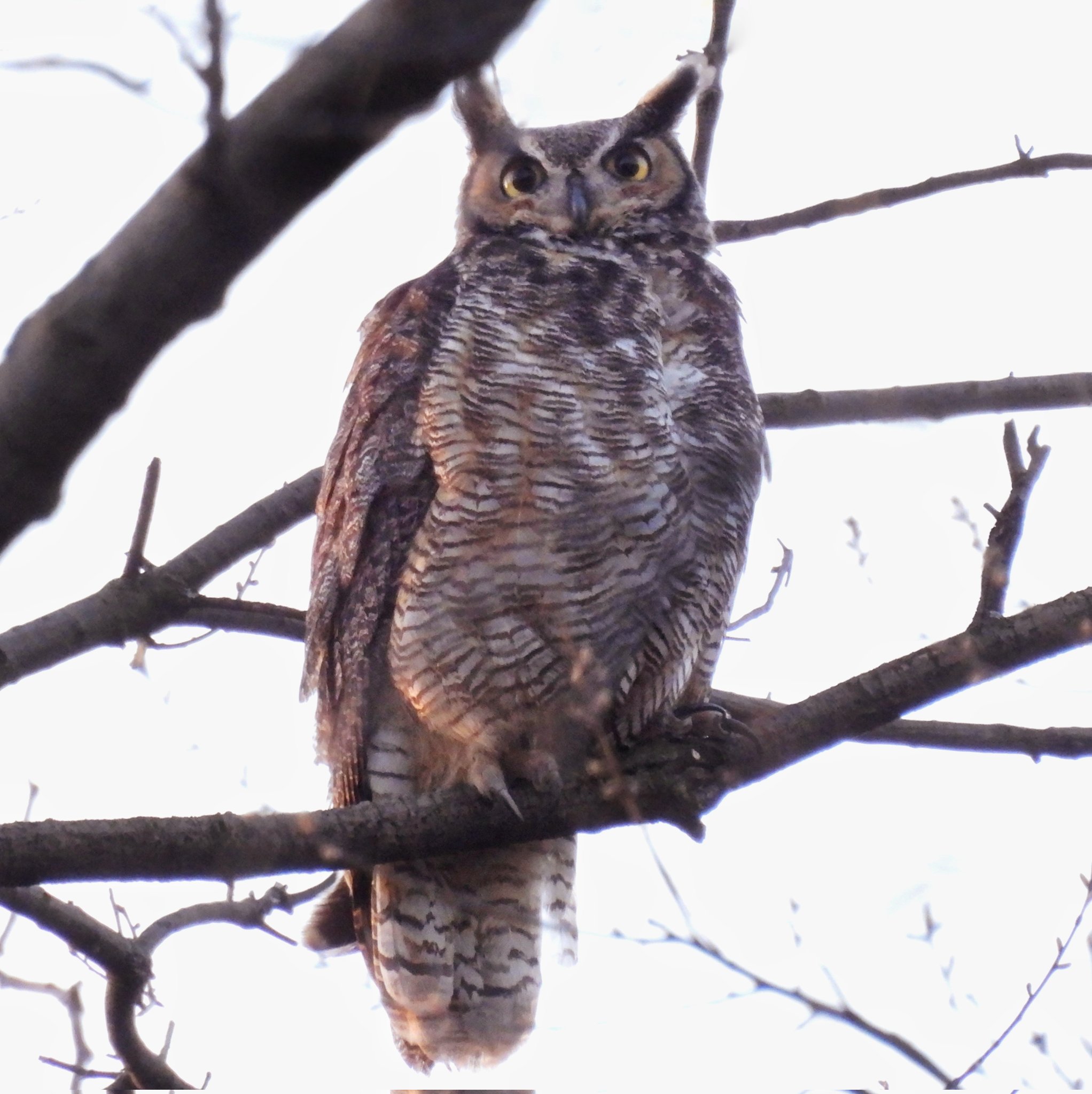 Manhattan Bird Alert Twitter - hb2pycd