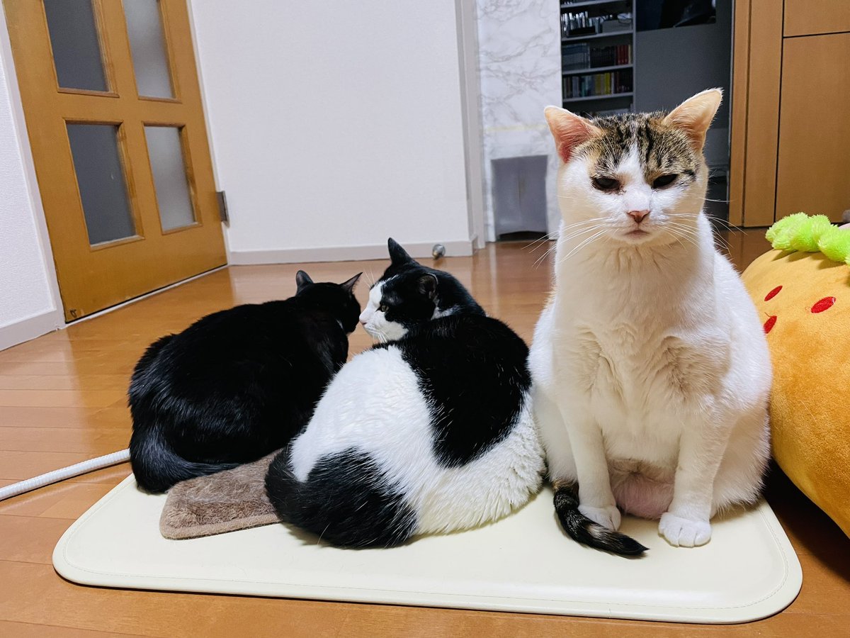 oraclerinko's tweet photo. 悟りの日。今の自分の全てを一旦受け入れられる。ここまで色々やってきてへろへろでもう力も残ってないかもしれませんが、ここまできたからこそやっと理解できたのでしょう。精神的な成長も得られ、いよいよ次のステージへ進めます✨心機一転。ここからまた歩き始められます🐾 #10ofSWORDS #狭いニャ https://t.co/5T96dL1a1h