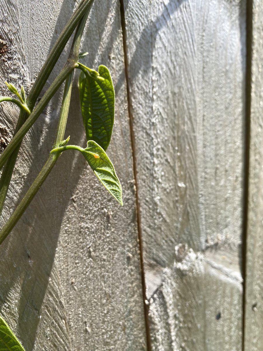 Lepidopterists of Twitter, please help. Is this visitor laying little orange eggs on my Dutchman’s Pipe friend or foe to the vine’s intended target? #wildoz #Butterfly #TwitterNatureCommunity