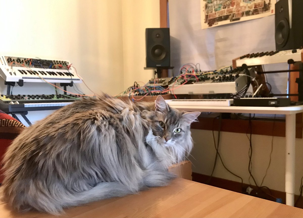 chaosnickmusic's tweet photo. Mochi monitoring. She hates the sound of strings but seems ok with drums and oscillators. #eurorack #catstudio #modularsynth #electronicmusic #homestudio https://t.co/N97E0gATpP