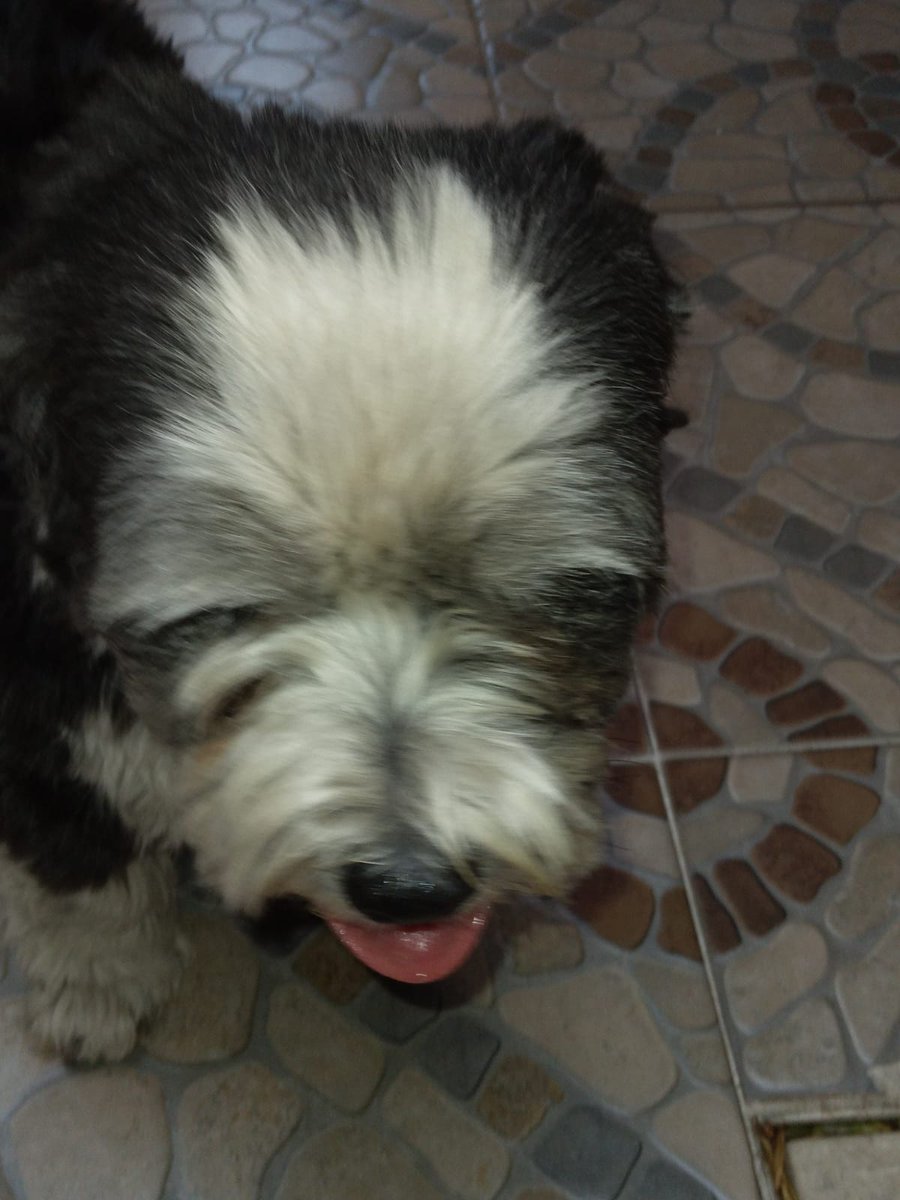 Perrito encontrado en la calle, si alguien le reconoce por favor mandar MD. Una vecinita lo ha resguardado.