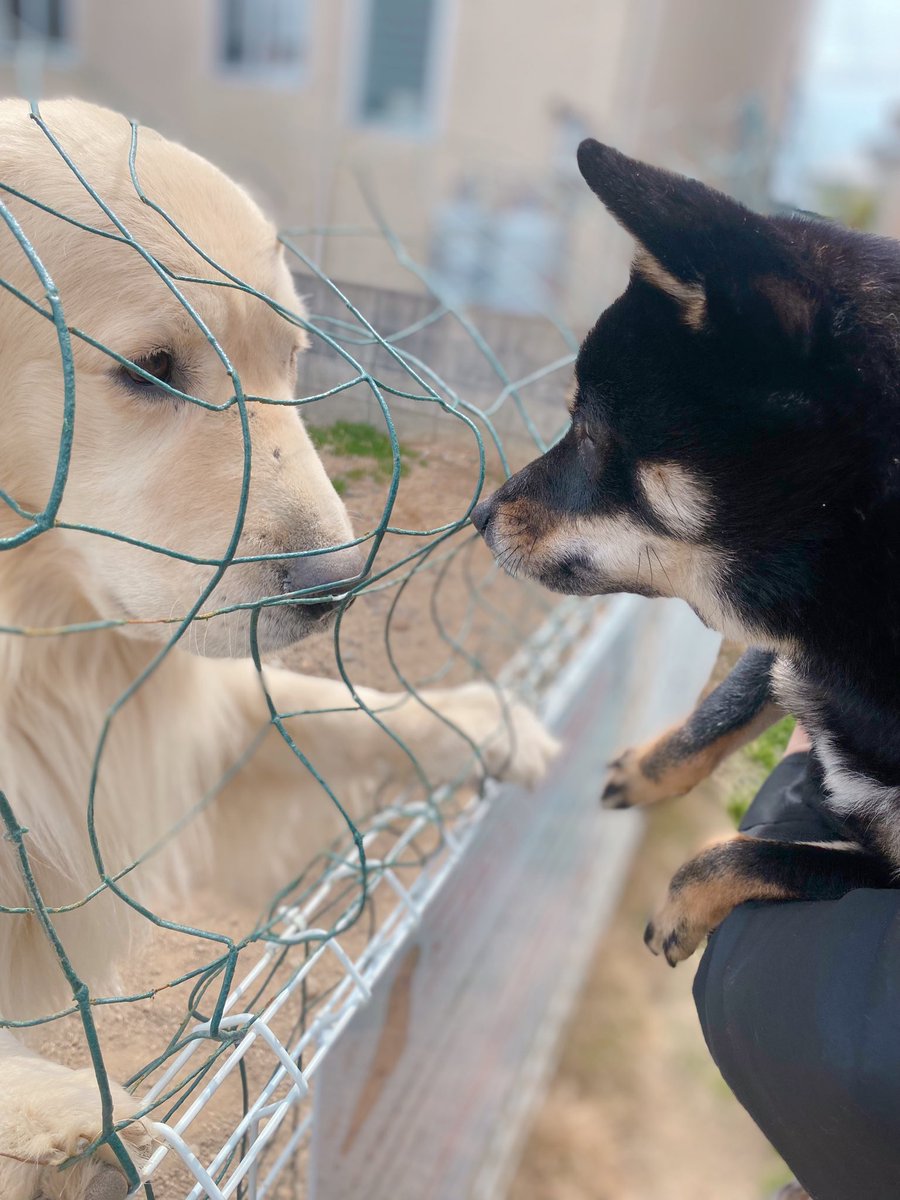 mikuri_shiba's tweet photo. 大好きなドッグカフェの看板犬のお友達ともお別れのご挨拶してきた🥲👋 https://t.co/TfwhibmHz3