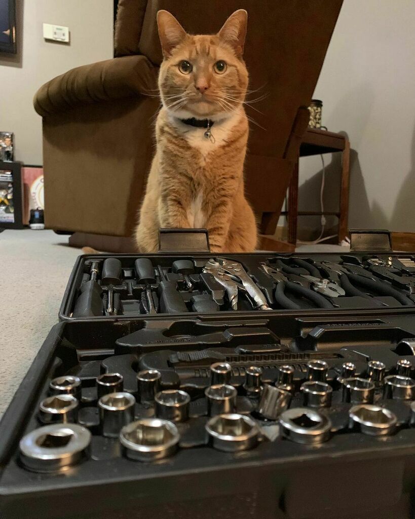 KitNipBox's tweet photo. I'll pass you the socket you need for some treats! 🥰  #LilHelper #KitNipBox 

[via Instagram | @insta__sox] https://t.co/CX9v4YhRO0 https://t.co/6WAEKT7dEf
