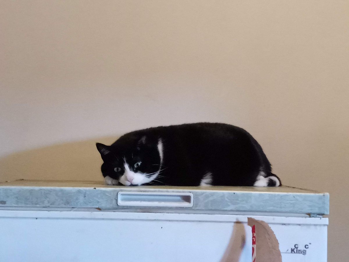 Today was Tuxedo's birthday! He doesn't look impressed to be 3 years old