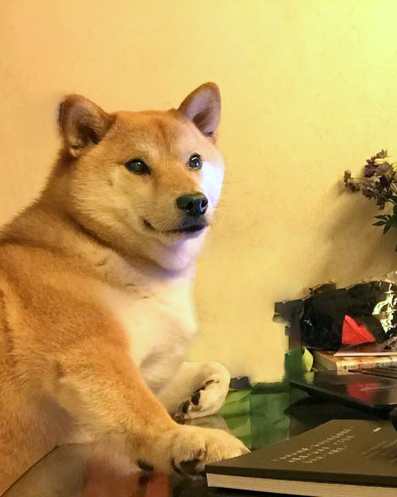 dogma_portraits's tweet photo. I thought my genesis dog NFT would be inspired by #RandomDog. Thanks @AdenFlorian!
https://t.co/HxZuyDxyY8
#dog #canine #nft #blockchain #art #rarenft #dogs #ShibaInu #portrait https://t.co/1kHL0P8fsX