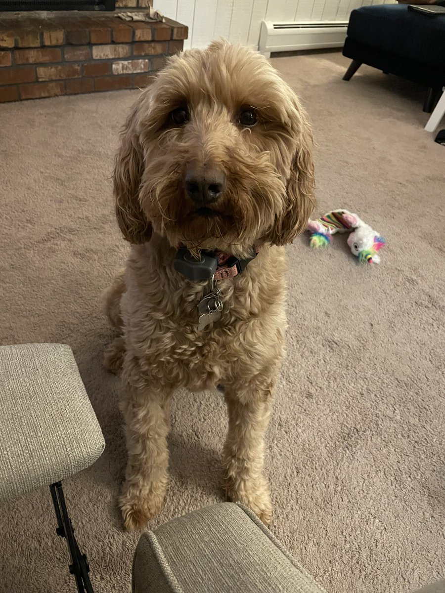 beemer_c's tweet photo. @AdamHubrig Daphne hopes you’re home already and feeling better. https://t.co/3uPsB9UAO2