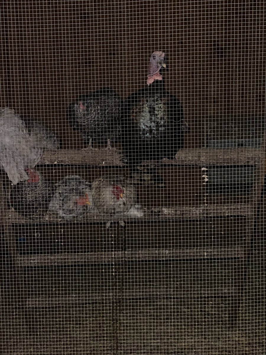 HRHAprilG's tweet photo. Turkey is roosting with the chickens now.
#birds #home #chicken #Turkey #YouTubers #food #cute https://t.co/bomEVtNlCq