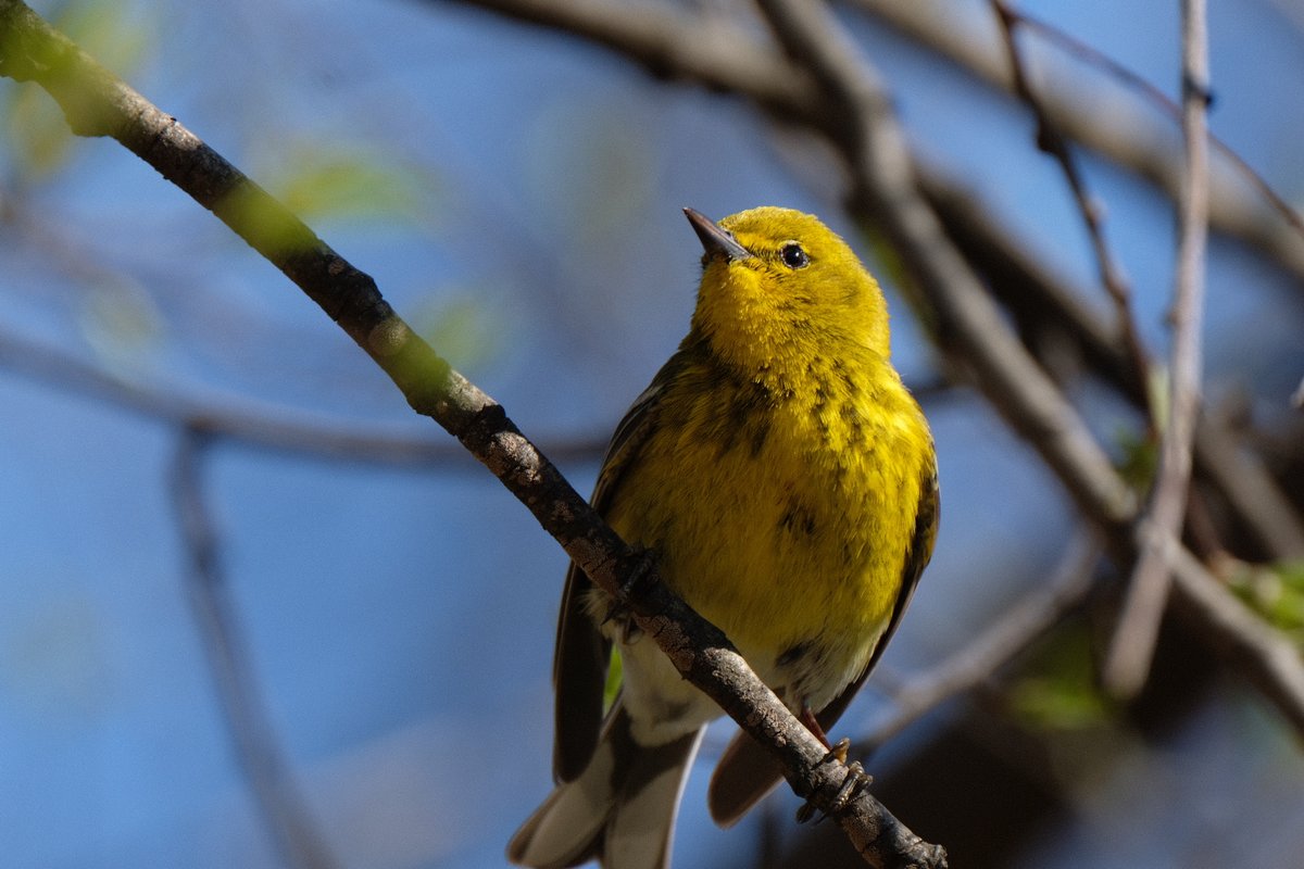 Rgrossma_'s tweet photo. Best sights of the day in #CentralPark (4.2.22).
Palm Warbler, Cormorant, Pine Warbler, Eastern Phoebe. 

#birdcp #birding #birdwatching #BirdsofNYC #Fujilove #photooftheday @BirdCentralPark https://t.co/vCekFcOgNT