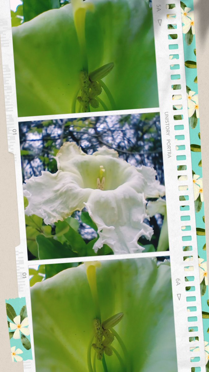 sous_lune's tweet photo. "First bloom...": Flowers of Trumpet tree & what's happening in my garden ยถยถ
#fleurs #flowers #flowerlovers #trumpettree #fleursonata https://t.co/D1UkH4OPQF