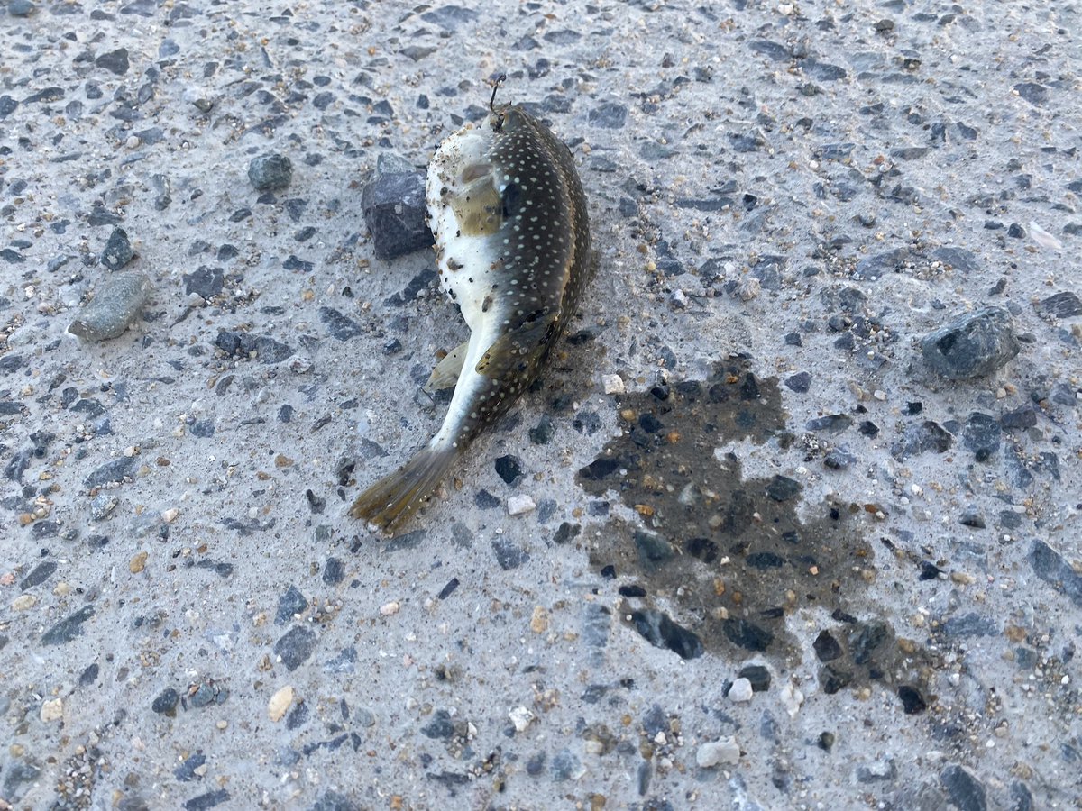 shoukipapa's tweet photo. 倶楽部メンバーと日の出から出撃。
フグ🐡の猛攻にあい諦めモード
になっていたら、まさかの年無し
ゲットぉぉぉ。😆
ことし最初の年無し���ゃん。😊👍
SSの入魂完了。✌️この竿はやはり
胴の強さが異次元です。😵
粘ってよかったぁ。報われたぁ。😊
#ヘチ釣り #ATELIER_KE
#SS270 https://t.co/cnhO0IgTEL