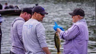RobMcCannBBR's tweet photo. Got a chance to swab DNA of largemouth bass today on Paintsville Lake. So excited to be apart of this research project. Looking to stock this lake with a hybrid bass. One that will improve ecotourism, provide food for predator birds, control shad populations! Big Changes Coming! https://t.co/FOK5uITVBc