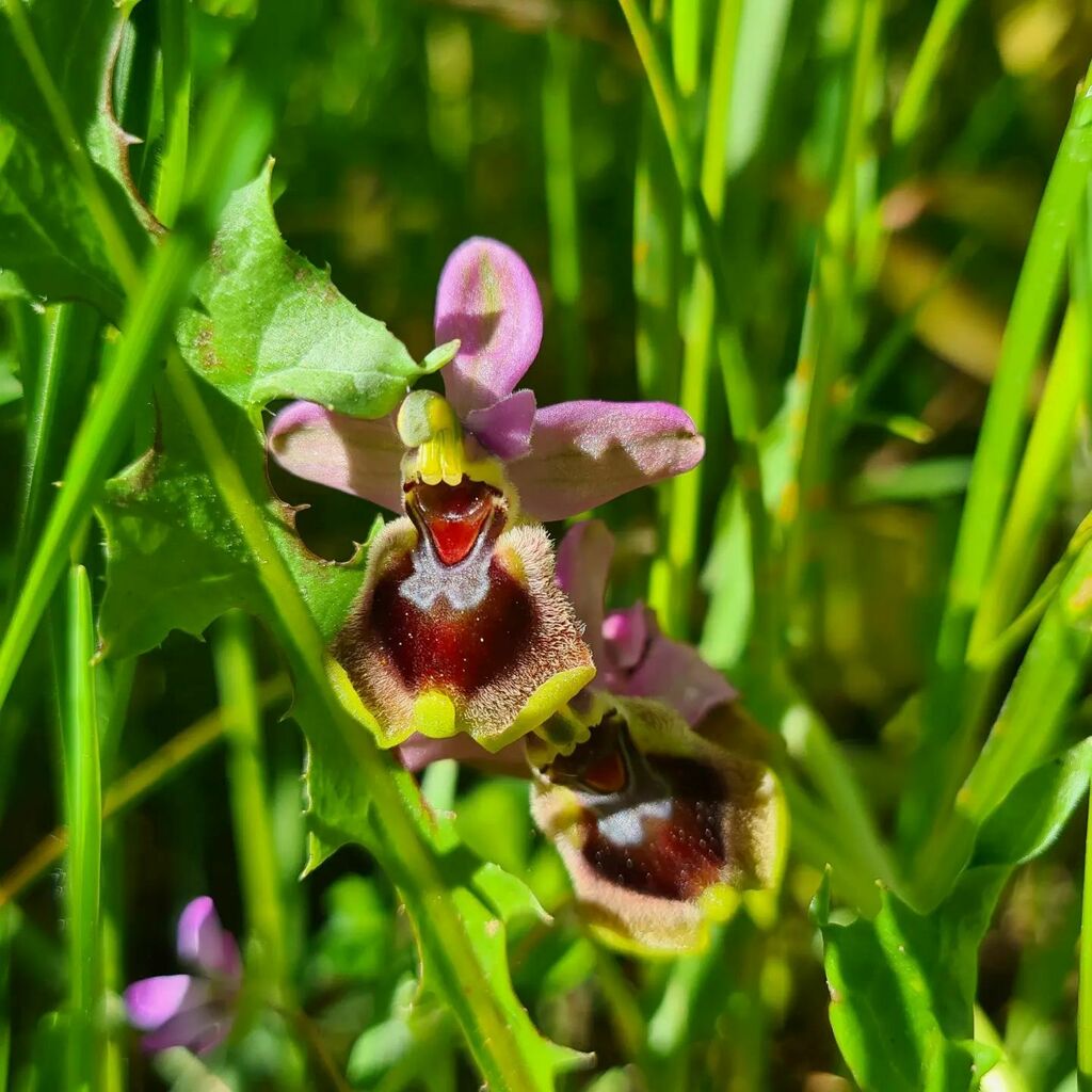 jotabese76's tweet photo. Cuando uno sale a pasear por la naturaleza en los alrdedores de Cáceres, y mira bien a los lados y no al móvil, puede encontrarse estas maravillas naturales. Son 3 variedades de orquídeas silvestres que pueden encontrarse en Extremadura.
Sal y disfruta d… https://t.co/O2lfKuedUW https://t.co/ZjyzmdIGuC