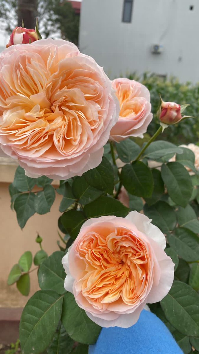 John40469015's tweet photo. Happy Sunday 🥰 https://t.co/NQuWolANDW