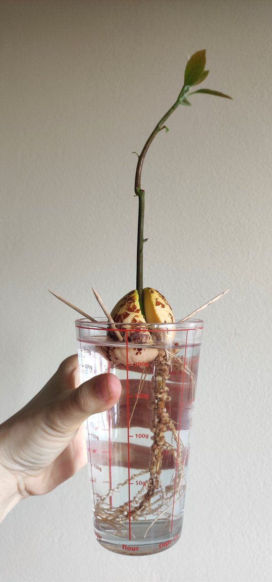 kmotra_liska's tweet photo. Včera jsem nestíhala, tak aspoň v rychlosti dnes: #MiniMango stav setrvalý, dva ze tří zárodečných lístků upadly - už se nedivím, byla tma a zima, třetí se drží a snad vyroste, je to vážně neuvěřitelně choulostivá rostlinka
#LosAvocados Nr.1 se má skvěle,druhé zatím stále tyčka😅 https://t.co/D1EdCiYMlp