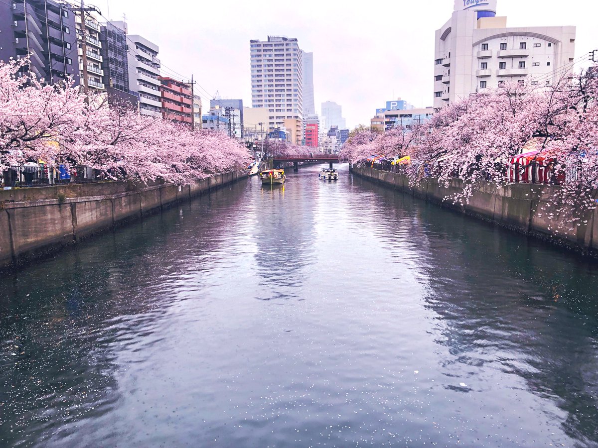 KeiUnreal's tweet photo. 雨桜祭り🌸 https://t.co/xZe9Q6DpkE