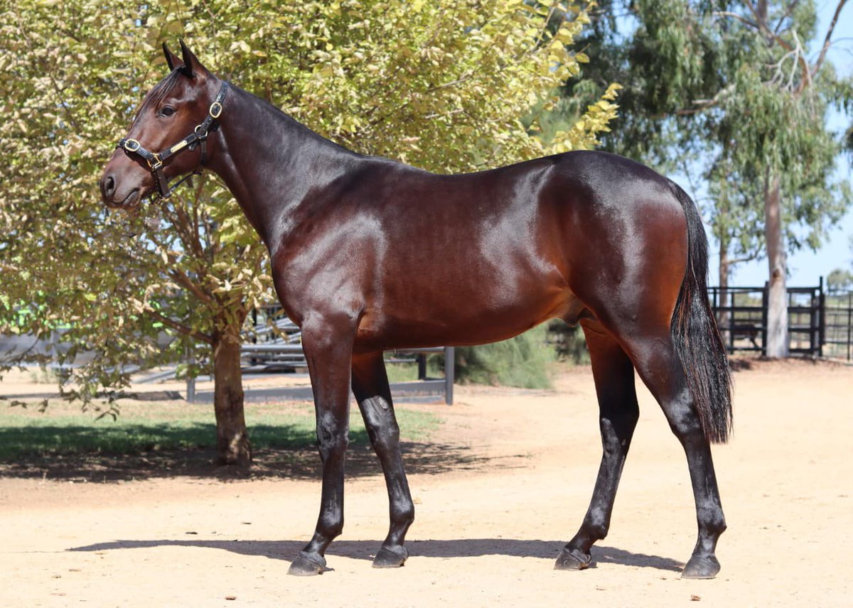 BenstudStandardbreds tweet media