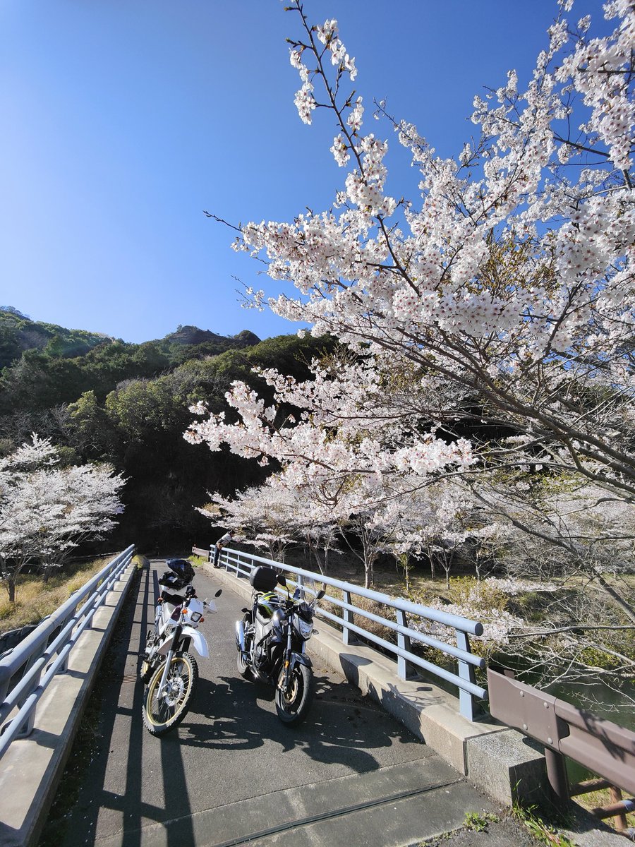 ssr_749s's tweet photo. 国東の山ん中の桜😆

#symT2
#serow https://t.co/lqJfCUehVg