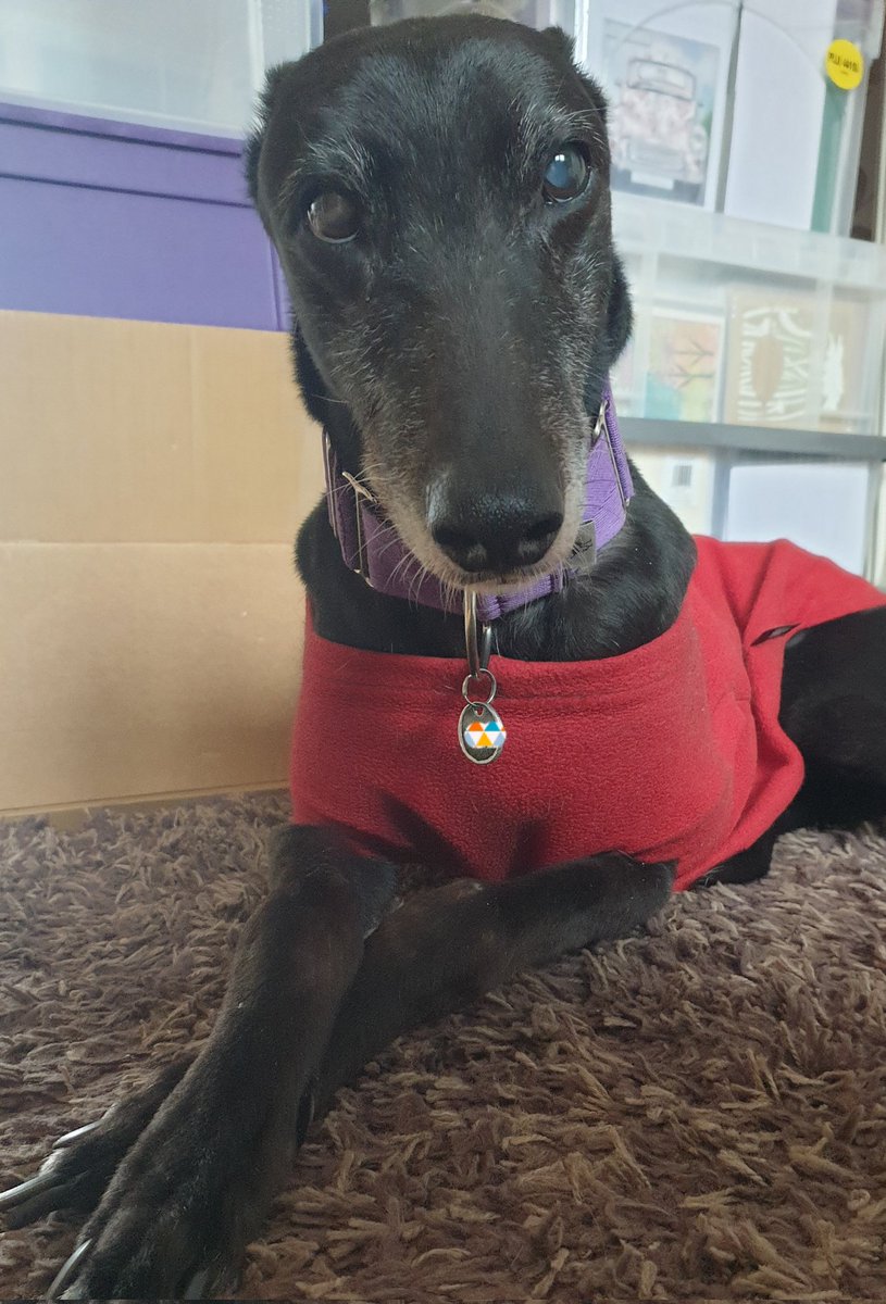 Charlie(OTR 15.06.23) & Bella(OTR 16.11.22) tweet media