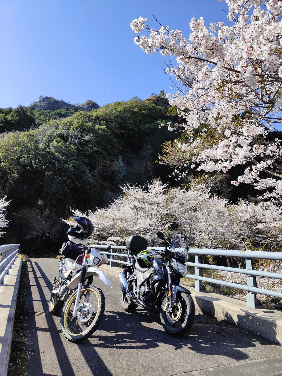 ssr_749s's tweet photo. 国東の山ん中の桜😆

#symT2
#serow https://t.co/lqJfCUehVg