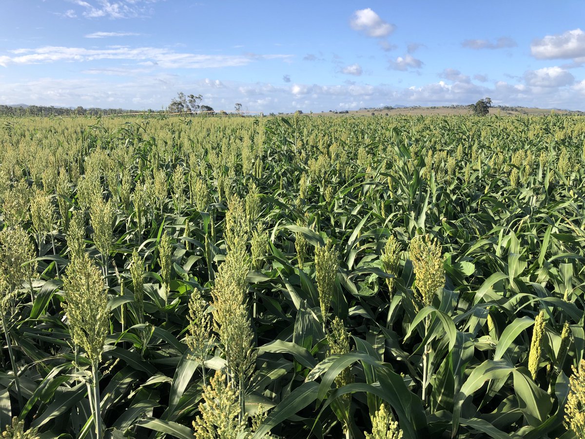 Liberty ( White ) on the left and Candela ( Waxy ) on the right. 190mm rows @ 10kg/ha, on its way to a silage pit eventually