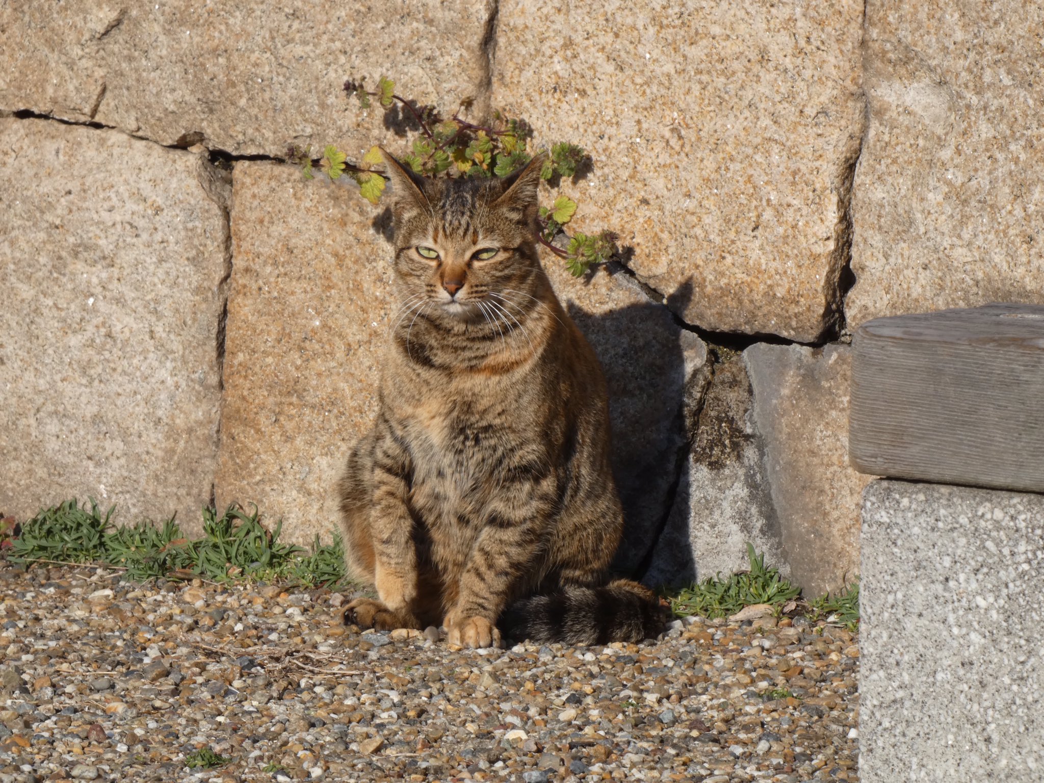野良猫 Twitter Search Twitter