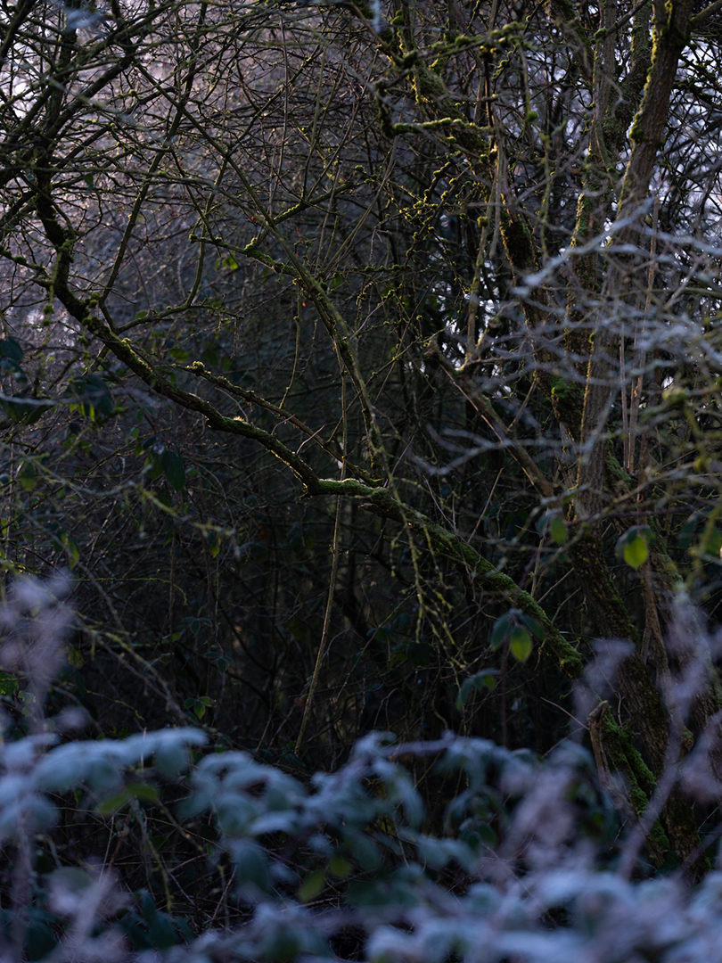 inside_the_out's tweet photo. Introducing: ‘In Common’ by Claudia Leisinger. 

“Mitcham Common in South London is a very mysterious place. It is wild and beautiful, carelessly abandoned, with very few people: a real colliding space of urban decay and natural growth.”

New feature: https://t.co/q1HpQpbWp0 https://t.co/8nuLaYnjqK