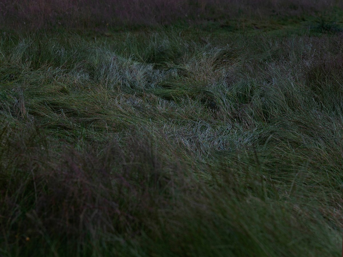 inside_the_out's tweet photo. Introducing: ‘In Common’ by Claudia Leisinger. 

“Mitcham Common in South London is a very mysterious place. It is wild and beautiful, carelessly abandoned, with very few people: a real colliding space of urban decay and natural growth.”

New feature: https://t.co/q1HpQpbWp0 https://t.co/8nuLaYnjqK