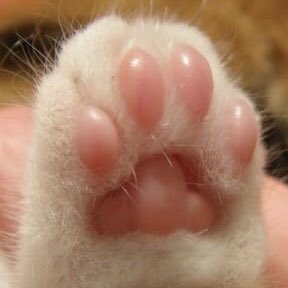 jeonglixsource's tweet photo. felix’s cat paw 🐾 https://t.co/ceZWLLzHkT