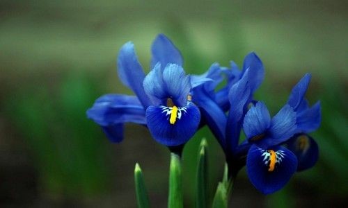 CasaLettori's tweet image. L'iris rifiorisce blu ogni primavera 

Shushiki

#Certezze a #CasaLettori