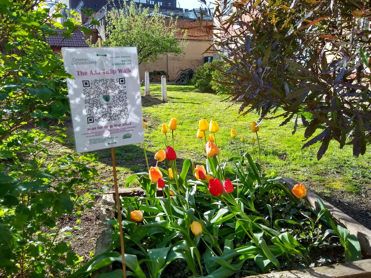 Amazing tulips already out on <a href="/bermondseygreen/">Greener Bermondsey</a>'s self-guided AdaTulip Walk, planted by groups all over Bermondsey #Ada100: sites.google.com/view/greenerbe…