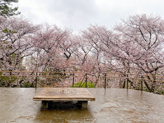 雨だけど今年はまだ来られてなくて「きっと今週いっぱいで桜も散るじゃろ…」って感じだったから、柚希に会いに来た！春霞たなび