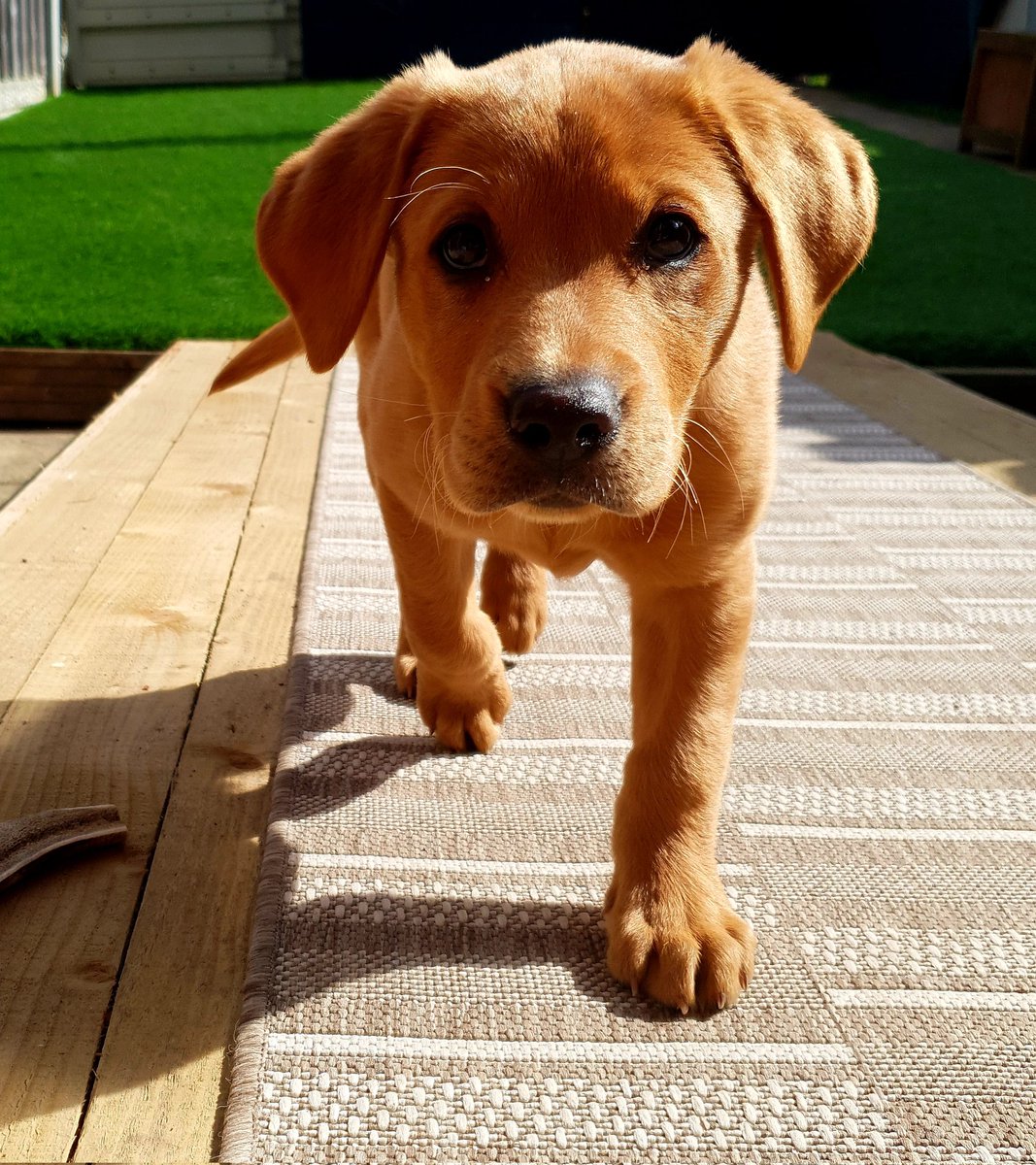 glennmartin50's tweet photo. Hey @rickygervais I've heard there may be a Bollocks live today, if so here is my Question from Bailey the puppy.
Uncle Ricky do you think you, auntie Jane and Pickle will ever get your own Doggie. #bollocksgang #Rickybollocks https://t.co/8RomcngGIS