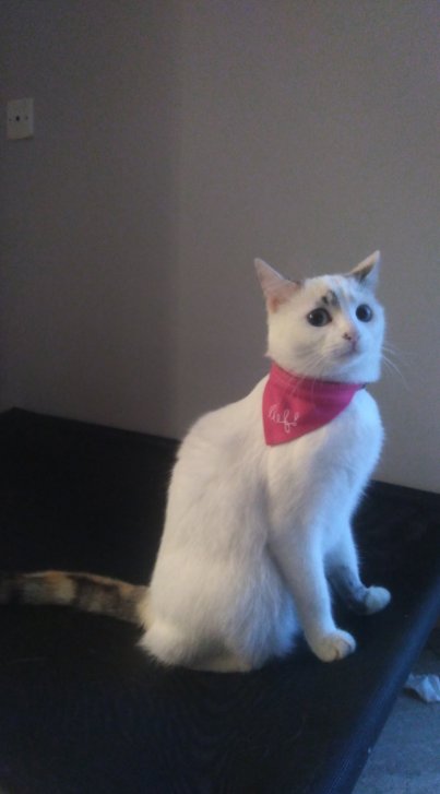 PireDesAvis's tweet image. 