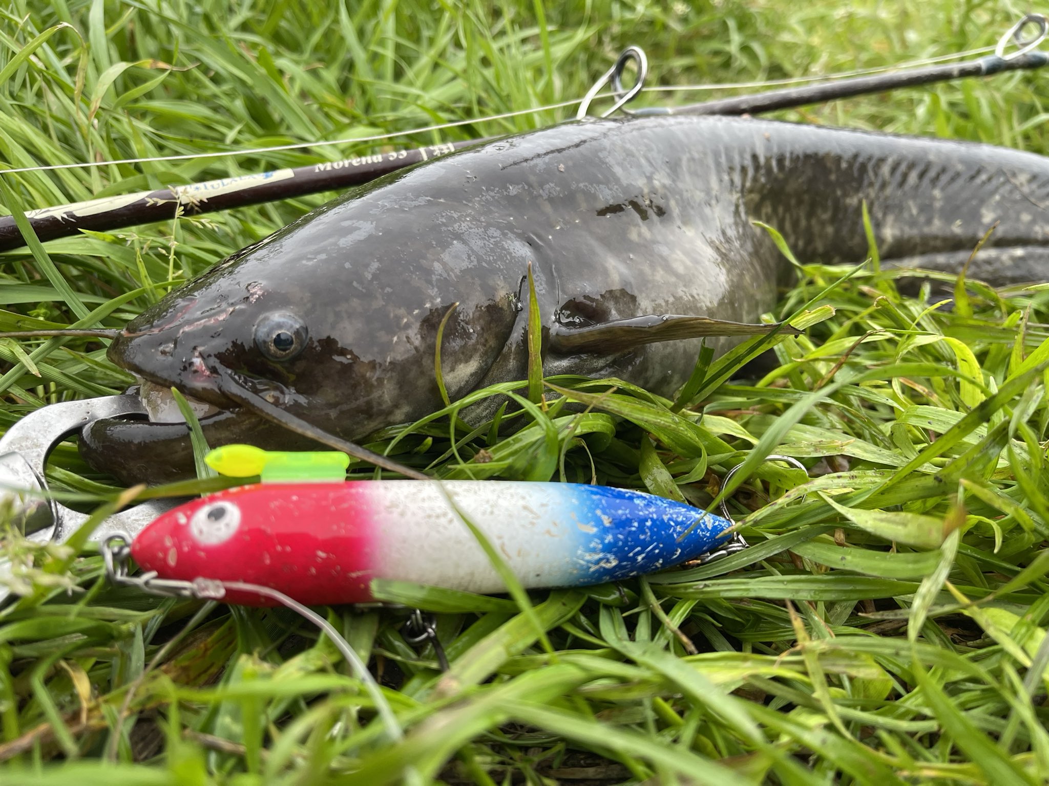 激レア！ サンスイ スライドエリアII 8ft SANSUI 雷魚 ライギョ | www
