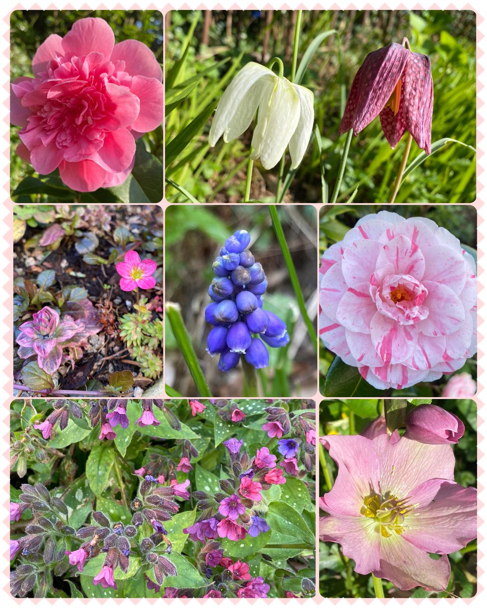 I don’t normally post #SevenOnSunday, but how could I not share this much gorgeousness from my garden with you all?!

#Flowers #Gardening #FlowerHunting