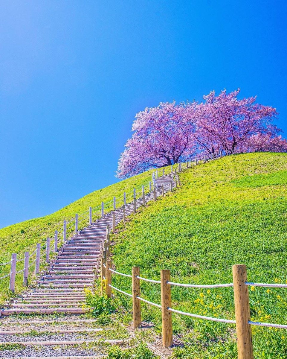 xiaoting_h tweet picture