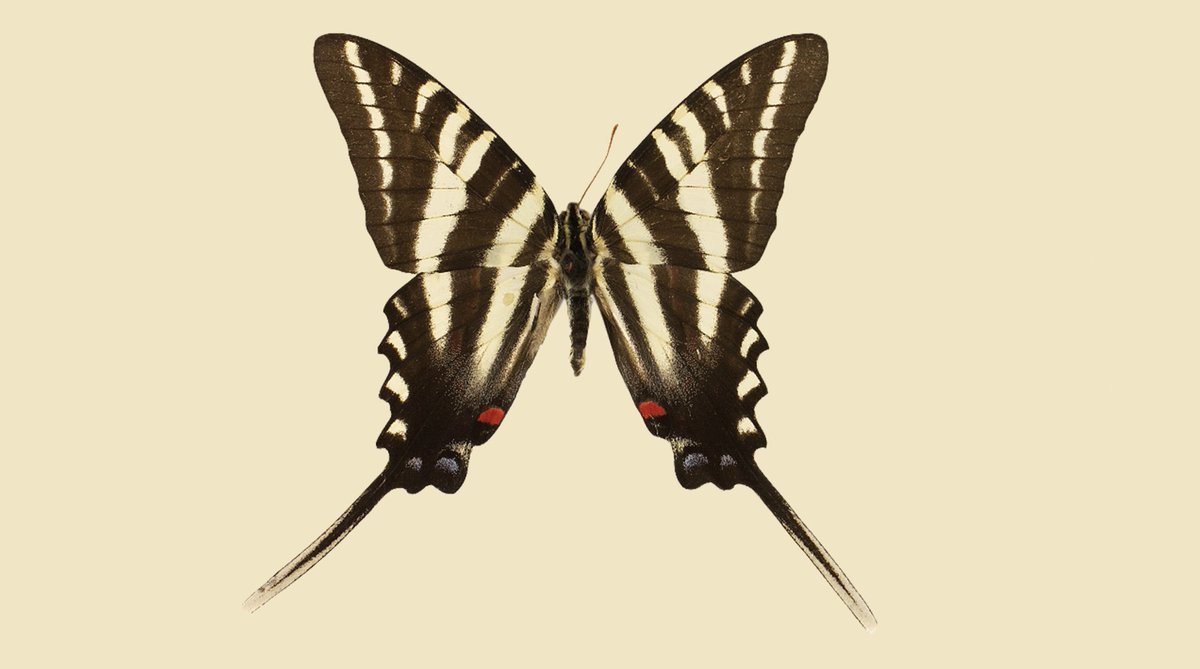 butterfliesnft_'s tweet photo. Tomorrow is a big day for me!
I will share with you the next series of the project!! https://t.co/AYFN9aPq6x