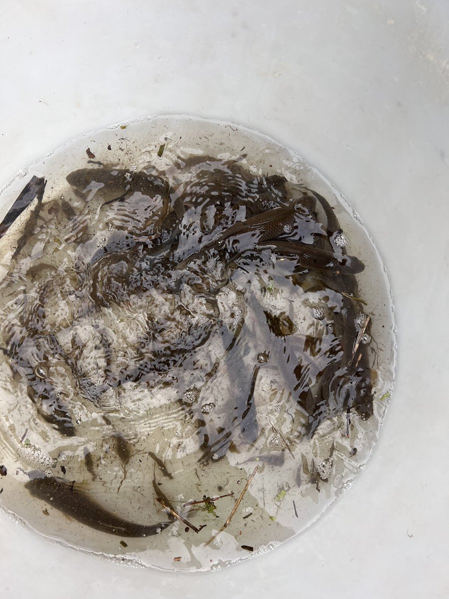 IFMFish's tweet photo. Another fun afternoon of #monitoring with the IFM #training team yesterday.
A tiny stream turned up lots of fish and was a great test for the new @Fishtrack1 electric fishing kit 👍 https://t.co/2Zro8hbBrD