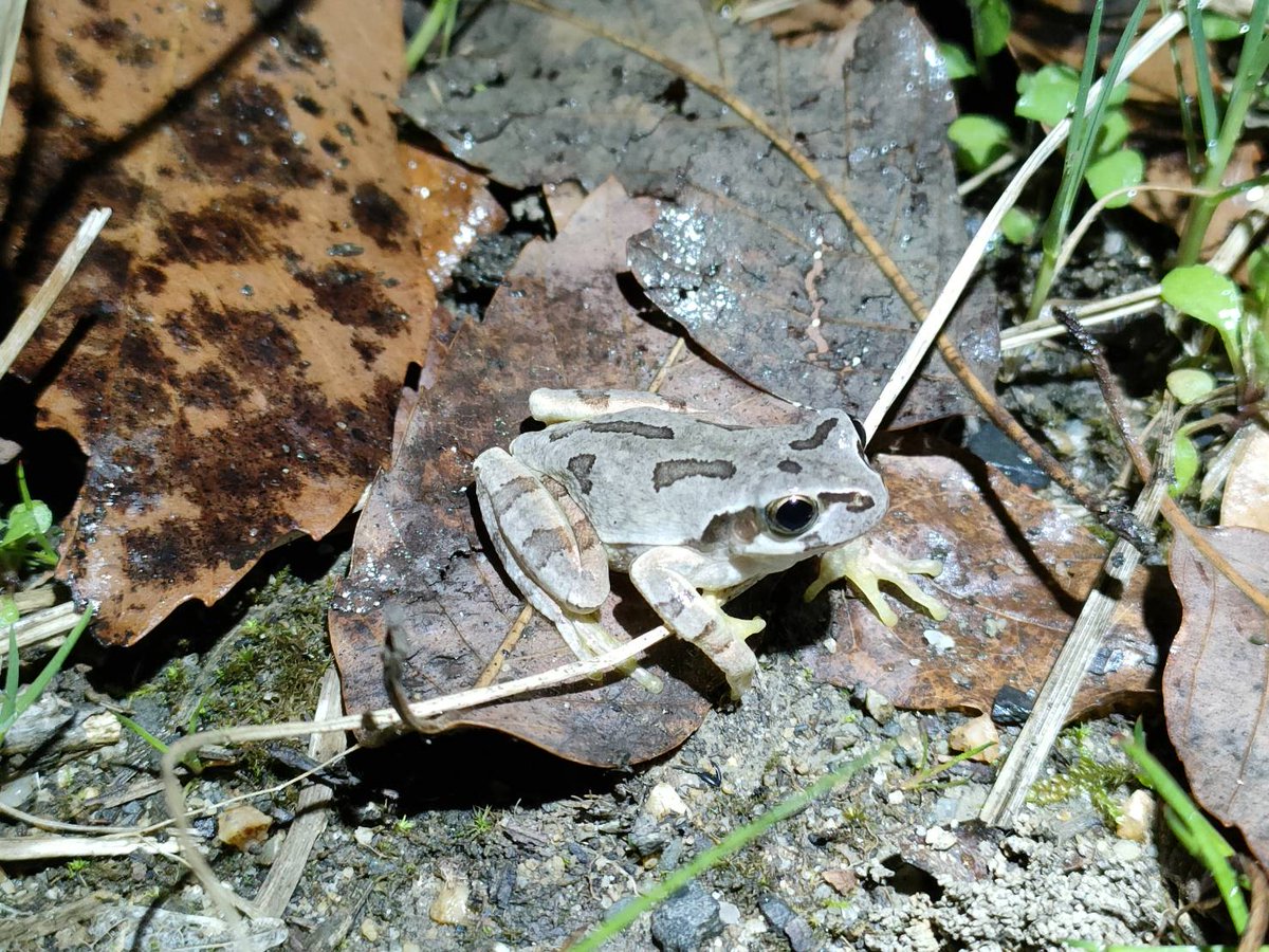 ryoha_ous's tweet photo. 明日は新入生オリエンテーションです。
岡山理科大学　両生爬虫類研究会では、芝生広場にてブースを出展します。
色々な生体展示を行う予定ですので、ぜひ気軽に遊びに来てくださいね！

#春から岡山理科大学 https://t.co/QgzCGM0wdS
