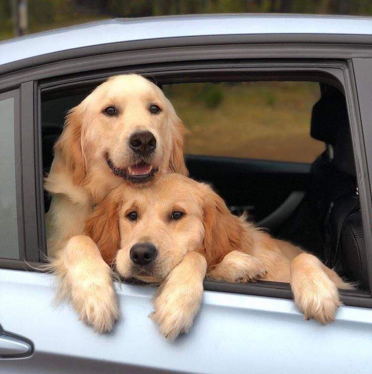 retriever_fans's tweet photo. good morning

#GoldenRetrievers
#dogsoftwitter https://t.co/kNpDzoCNAo