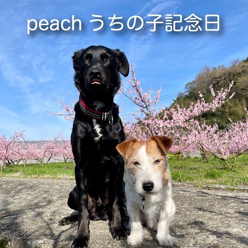 P3Print's tweet photo. 🐶peachのうちの子記念日🎂
元気にたくましく、お利口さんにしっかり成長しています。
カッコよくて優しくてとにかく可愛くて😍

#peach #australiankelpie #男の子 #ワールド牧場 #ワールド牧場生まれ #末っ子 #うちの子記念日 https://t.co/Q7NVQQiTtN