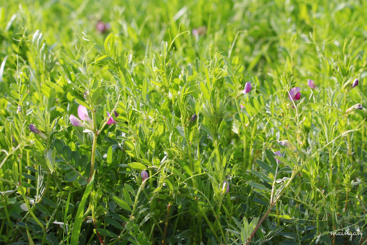 mainyan3's tweet photo. 春の花々と生き物②🌼🌸💛🤍💜
#花 #春 #チューリップ #レンギョウ
#カラスノエンドウ #ヒメオドリコソウ
#tulips #forsythia #vetch
#reddeadnettle #flower #spring https://t.co/pTl5tVuE5p