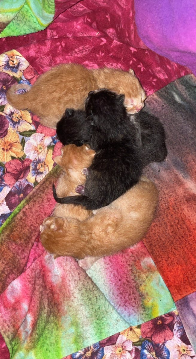 corylegendre's tweet photo. G’nite y’all.
Peace and love. Need rest. Last night was eventful, but miss #RubyDiamond had her #kittens! Then today tripped& went down on the tile floor…
Will catch up with friends and the #rununtilyouflygang more tomorrow if I’m feeling better.
❤️☮️ #kittensoftwitter #cats https://t.co/MuW6EPltNn