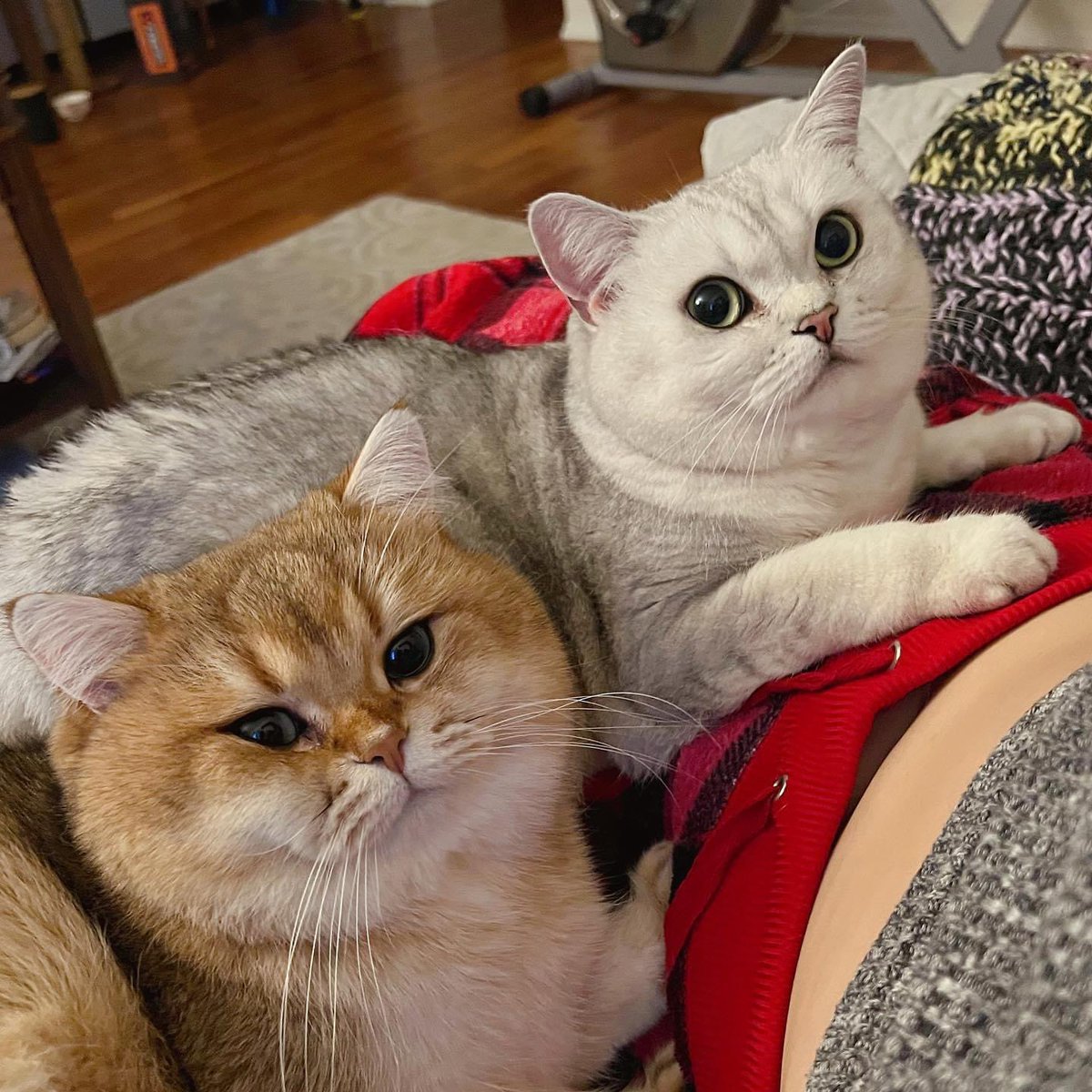 madcatmuseum's tweet photo. https://t.co/267Ux1sOar