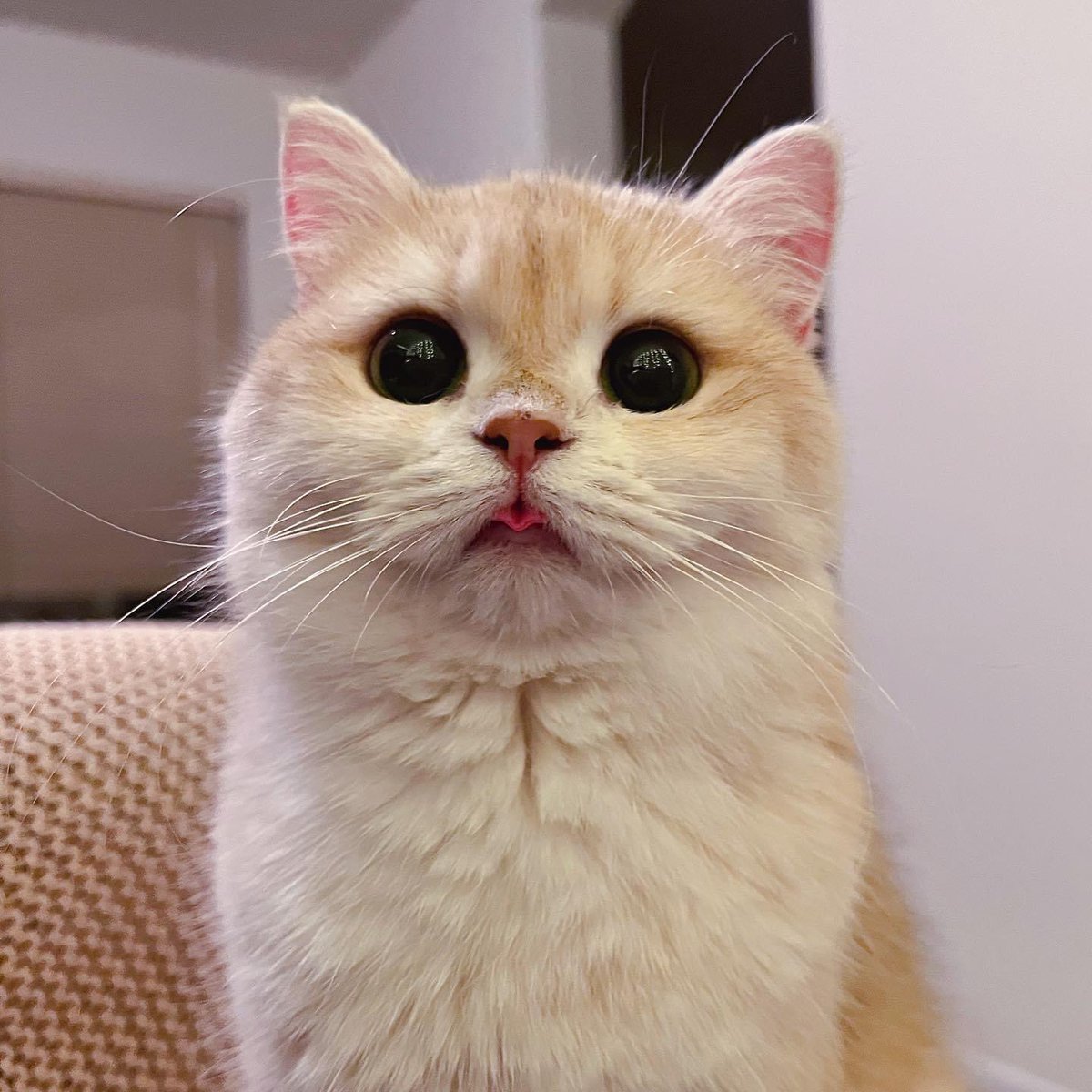 madcatmuseum's tweet photo. https://t.co/qMKa0Rcdvq