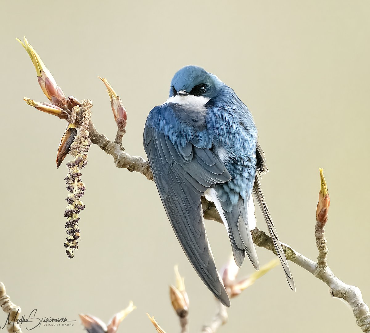 secunit64's tweet photo. Handsome fella ! Tree Swallow, spotted at #juanitabay Kirkland WA. Taken with a Nikon D500, Nikkor 200-500mm 1/4000 sec at f5.6, 500mm, ISO 8000
.
.
.
#washingtontravel #destinationwa #natgeoyourshot #komo4 #nikonphotography #birdphotography #kirklandwaterfront https://t.co/W4dYIXtxOj
