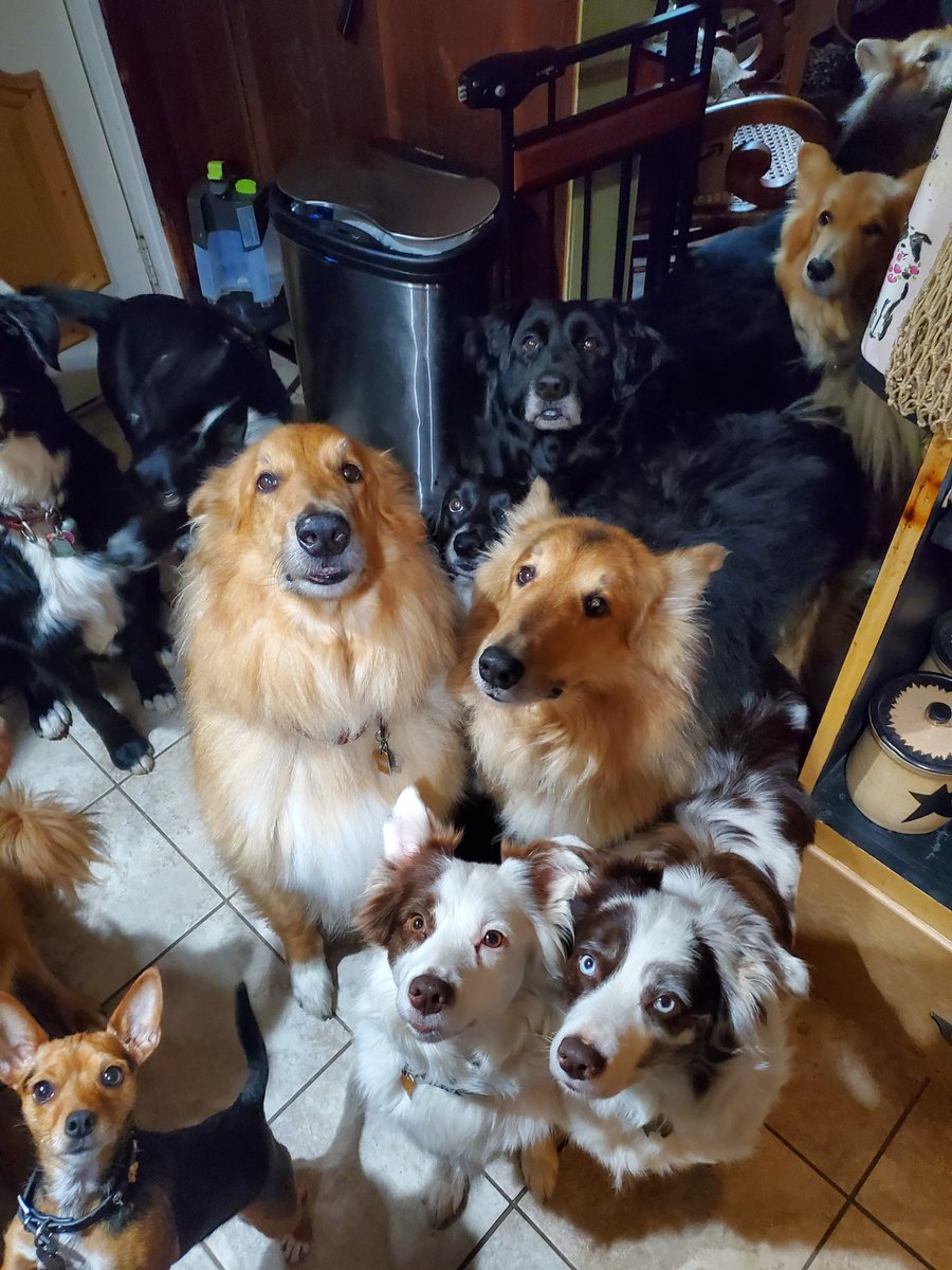 dulsa49's tweet photo. @dog_rates Meet some of my babies, babies meet Twitter. https://t.co/tbWhHYk6nZ