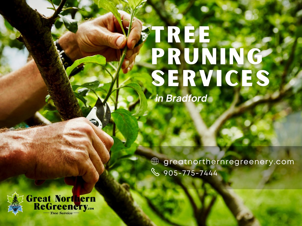 GNReGreenery's tweet photo. Have you noticed any damage to your trees? Damaged trees are natural hazards. Call us for professional tree pruning service to keep your trees healthy and improve their curb appeal.

👉 https://t.co/JSak7jVsNM

#ontariotrees #treecare #treepruning #arborist #ontariolandscape https://t.co/iMgD2dGRkp
